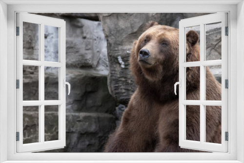 Fototapeta Naklejka Na Ścianę Okno 3D - Bear Close-Up Encounter with a Captive Grizzly Bear - Ursus arctos horribilis.  Photography. 