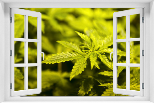 Fototapeta Naklejka Na Ścianę Okno 3D - Young cannabis plants