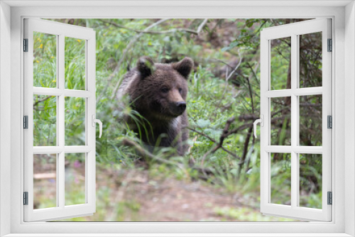 Fototapeta Naklejka Na Ścianę Okno 3D - Brown bear walking in green summer forest meadow.