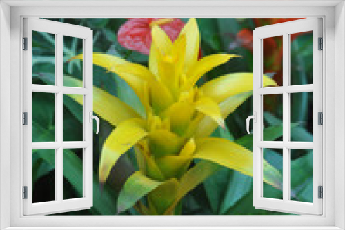 Fototapeta Naklejka Na Ścianę Okno 3D - Red Bromeliad Flower