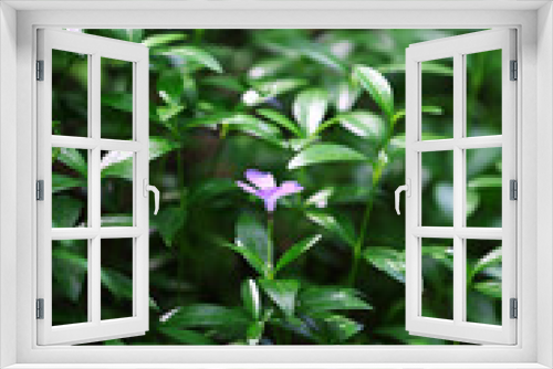Fototapeta Naklejka Na Ścianę Okno 3D - Spring plants in garden