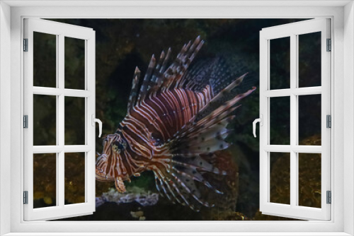 Fototapeta Naklejka Na Ścianę Okno 3D - The red lion fish in water