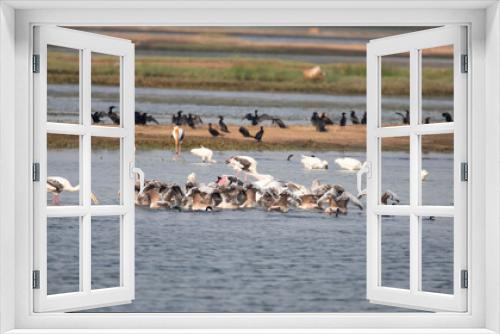 Fototapeta Naklejka Na Ścianę Okno 3D - Water birds in a lake. Painted storks, spoonbills, pelicans and egrets in a lake - Pelicans flock