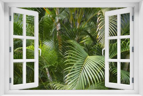 Fototapeta Naklejka Na Ścianę Okno 3D - Green Tropical Palm Frond Jungle