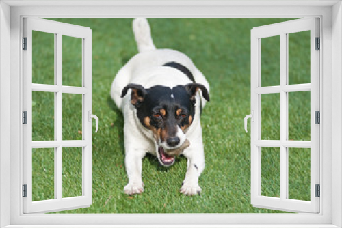 Fototapeta Naklejka Na Ścianę Okno 3D - Jack Russell Terrier dog on nature background.