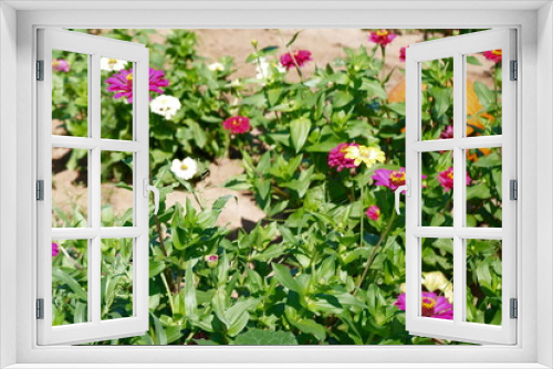 Fototapeta Naklejka Na Ścianę Okno 3D - Flowers in bloom
