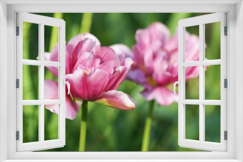 Fototapeta Naklejka Na Ścianę Okno 3D - Two pink tulips in the garden.