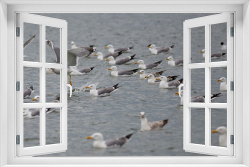 Fototapeta Naklejka Na Ścianę Okno 3D - Gulls on the sea