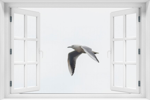 Fototapeta Naklejka Na Ścianę Okno 3D - Slender-billed Gull (Chroicocephalus genei) in flight