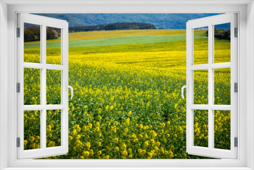 Fototapeta Naklejka Na Ścianę Okno 3D - Floral Extravaganza: Rapeseed and Wheat Fields Abound with Spring Blooms in a Rural Agricultural Landscape