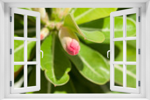 Fototapeta Naklejka Na Ścianę Okno 3D - Adenium obesum or Desert rose flower buds