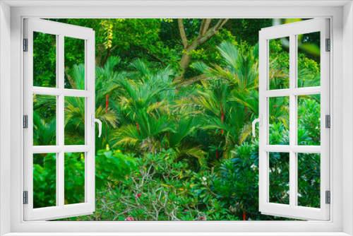 Fototapeta Naklejka Na Ścianę Okno 3D - Singapore Botanical Gardens