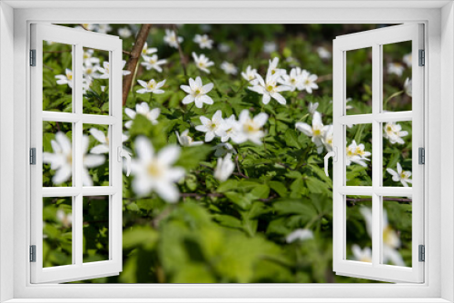 Fototapeta Naklejka Na Ścianę Okno 3D - the first spring flowers of anemone are white in a mixed forest