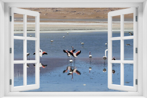 Fototapeta Naklejka Na Ścianę Okno 3D - Andean flamingo (Phoenicoparrus andinus) in an andean salar, at the Andes. 