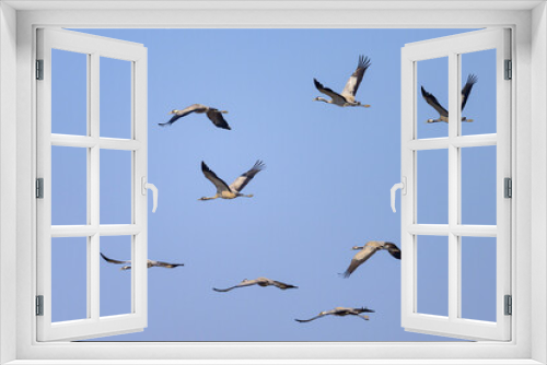 Fototapeta Naklejka Na Ścianę Okno 3D - A group of Common Cranes flying blue sky