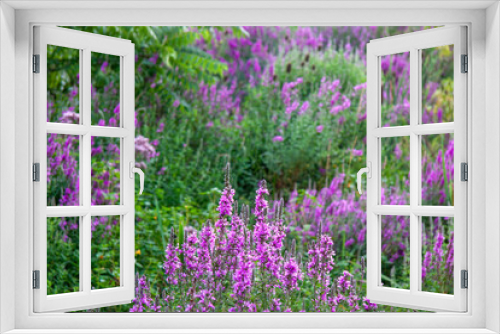 Fototapeta Naklejka Na Ścianę Okno 3D - Vibrant field of horay vervain flowers