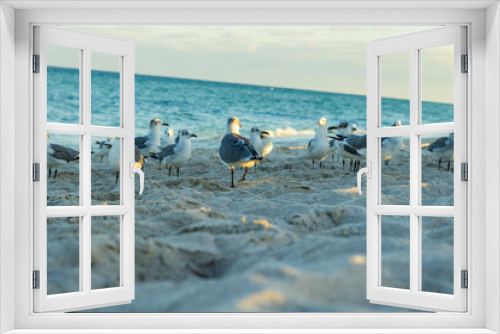 Fototapeta Naklejka Na Ścianę Okno 3D - seagulls at miami beach waterfront