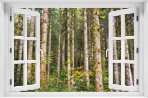 Fototapeta Naklejka Na Ścianę Okno 3D - Pine Forest in Black Forest, Schwarzwald, Germany