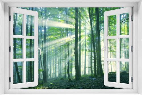 Fototapeta Naklejka Na Ścianę Okno 3D - Beautiful sunny morning forest