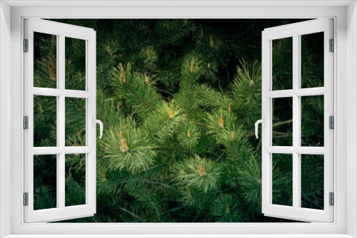 Fototapeta Naklejka Na Ścianę Okno 3D - Pine Branch