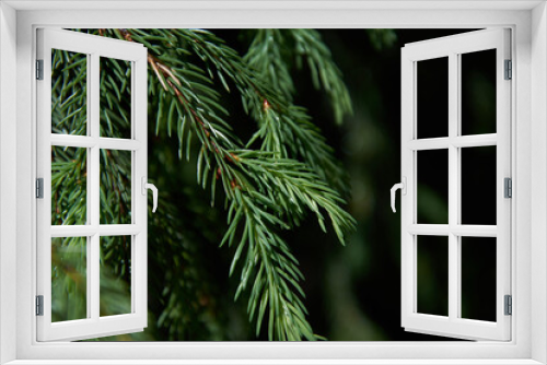 Fototapeta Naklejka Na Ścianę Okno 3D - pine needles