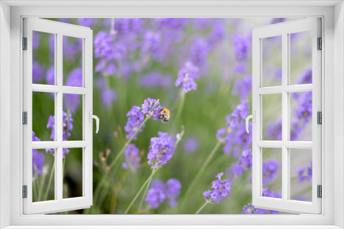 Fototapeta Naklejka Na Ścianę Okno 3D - Honey bee pollinating lavender flowers. Plant  with insects. Blurred summer background of lavender flowers field with bees.