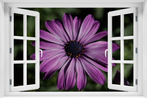 Fototapeta Naklejka Na Ścianę Okno 3D - Lila Blume