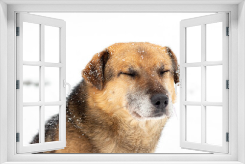Fototapeta Naklejka Na Ścianę Okno 3D - Large brown dog with closed eyes in the snow in winter