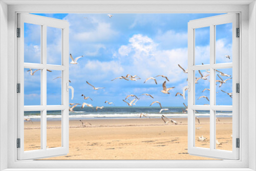 Fototapeta Naklejka Na Ścianę Okno 3D - Seagulls at the beach