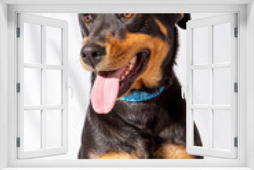 Fototapeta Naklejka Na Ścianę Okno 3D - rottweiler, dangerous dogs pet