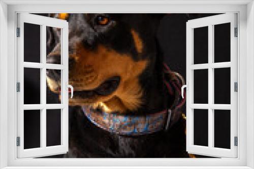 Fototapeta Naklejka Na Ścianę Okno 3D - american rottweiler, dangerous dogs pet