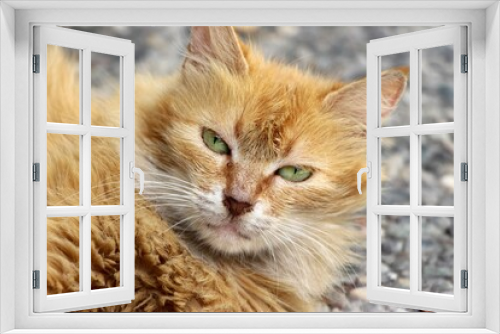 Fototapeta Naklejka Na Ścianę Okno 3D - Cat Cuteness