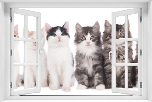 Fototapeta Naklejka Na Ścianę Okno 3D - Katzengruppe