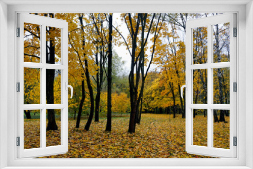 Fototapeta Naklejka Na Ścianę Okno 3D - Gold autumn. October. Trees in the park in autumn attire. It's a nasty day.