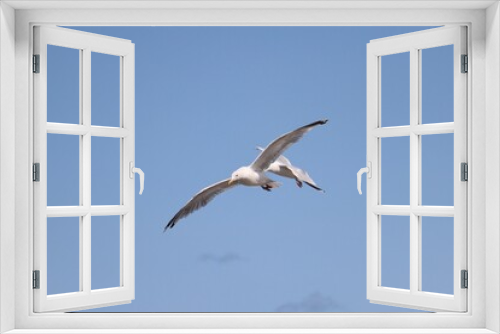 Fototapeta Naklejka Na Ścianę Okno 3D - seagulls in flight