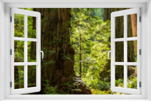 Fototapeta Naklejka Na Ścianę Okno 3D - towering massive redwood trees in Redwood National Park and state parks in northern California .