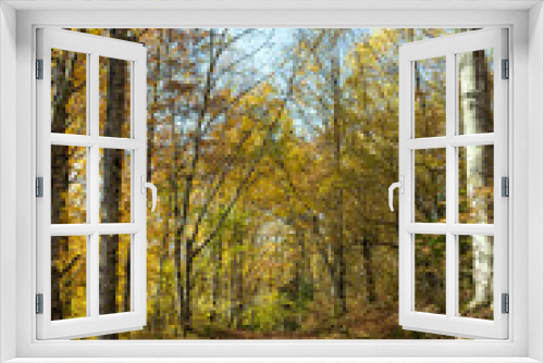 Fototapeta Naklejka Na Ścianę Okno 3D - Autumn forest nature. Bright morning in a colorful forest with sun rays through the tree branches. Nature landscapes with sunlight