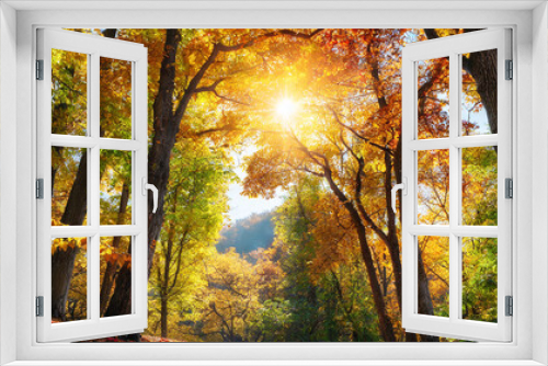 Fototapeta Naklejka Na Ścianę Okno 3D - autumn scenery with a canopy of tall deciduous trees with the bright sun beautifully shining through the colorful foliage square format
