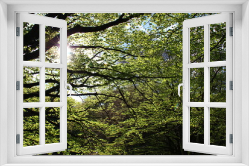 Fototapeta Naklejka Na Ścianę Okno 3D - Nel bosco