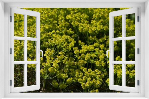 Fototapeta Naklejka Na Ścianę Okno 3D - Yellow inflorescence of Cypress Spurge plant, latin name Euphorbia cyparissias, consisting of yellow petal like bracts, sunbathing in spring daylight sunshine. 