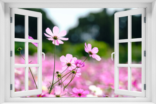 Fototapeta Naklejka Na Ścianę Okno 3D - ピンク色のかわいいコスモスの花