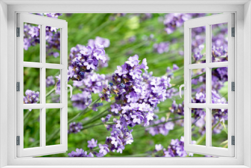 Fototapeta Naklejka Na Ścianę Okno 3D - Lavendel Pflanze in einem Garten