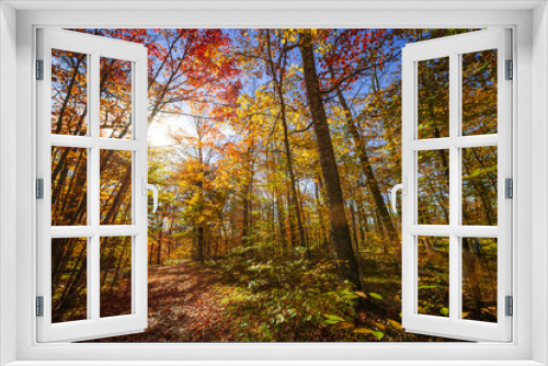 Fototapeta Naklejka Na Ścianę Okno 3D - Sunshine in fall forest