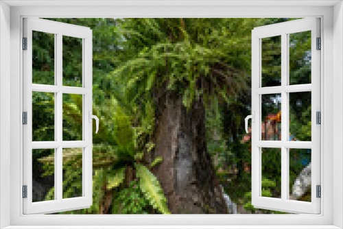 Fototapeta Naklejka Na Ścianę Okno 3D - A cut tree trunk with other plants growing on it stands on the lawn of a city park at a tropical resort. A blue sky with white clouds shines through the treetops.