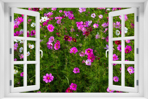 Fototapeta Naklejka Na Ścianę Okno 3D - beautiful cosmos flower.