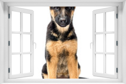 Fototapeta Naklejka Na Ścianę Okno 3D - German Shepherd puppy