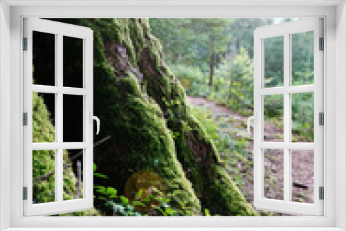 Fototapeta Naklejka Na Ścianę Okno 3D - Alter Baum mit Moos im Schwarzwald