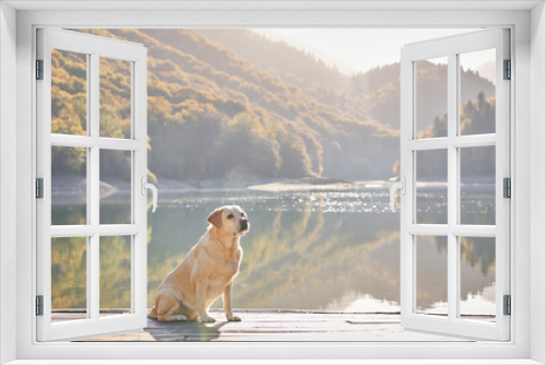 Fototapeta Naklejka Na Ścianę Okno 3D - Dog by the Lake. A pale yellow Labrador Retriever sits on a wooden deck, overlooking a calm lake with mountains and autumn foliage in the background.