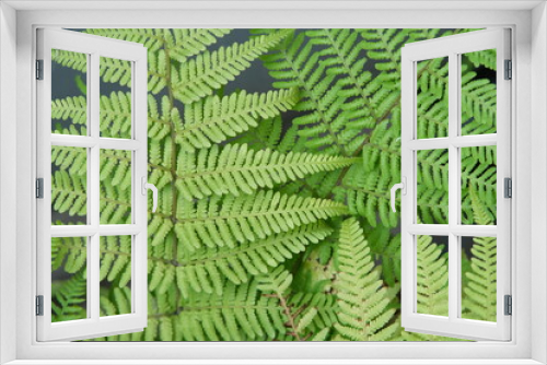Fototapeta Naklejka Na Ścianę Okno 3D - Adiantum Pedatum Imbricatum green leaves background. Maidenhair fern

