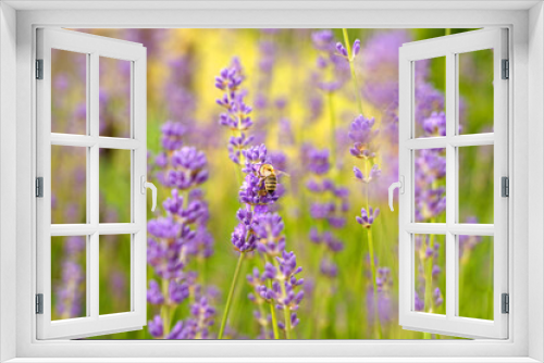 Fototapeta Naklejka Na Ścianę Okno 3D - A bee pollinates a flower of a lavender plant